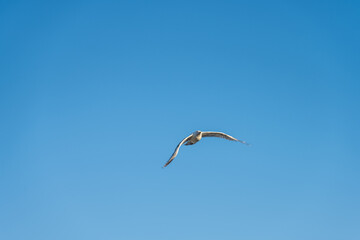 Sea gull watching for food from a blue sky.