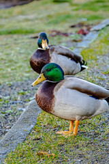 Two drakes stand on a footpath near a curb