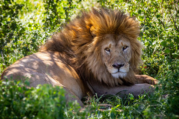Löwe Afrika Mähne Portrait © FleischiPixel