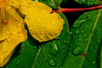 Hypericum perforatum, commonly known as St John's wort