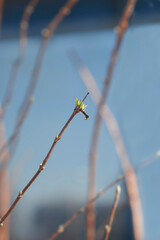 Fuzzy deutzia Flore Pleno branch with new leaves