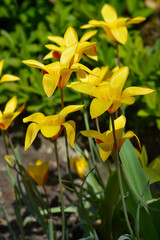 Golden Lady Tulip flowers
