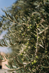 Close-up of an olive tree branch with small green olives growing among narrow silvery-green leaves, illuminated by sunlight against a clear blue sky, capturing the Mediterranean agricultural landscape