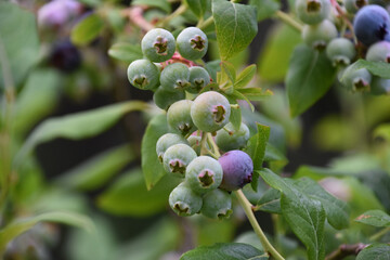 Close Up of Ripening Blueberries on a Bush
