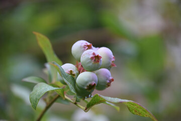 Close Up of Farm Fresh Unripe Blueberries