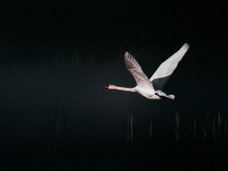 Beautiful white swan flying over lake dark moody cinematic film background