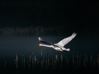 Beautiful white swan flying over lake dark moody cinematic film background