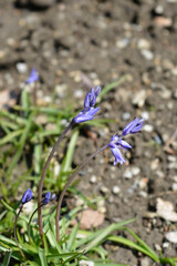 Spanish bluebell flowers