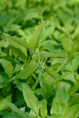 Scented Solomons seal leaves