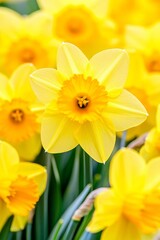 Fototapeta premium Yellow daffodils in full bloom with a blurred floral background in soft sunlight.