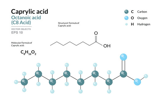Caprylic Acid. Octanoic Acid or C8. Structural Chemical Formula and 3d Model of Molecule. C8H16O2. Atoms with Color Coding. Vector graphic Illustration for educational materials, scientific articles