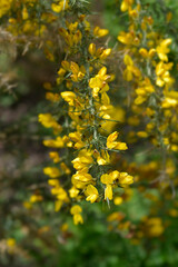 Obraz premium Common gorse flowers