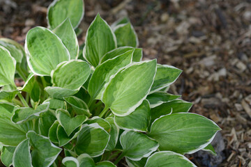 Hosta Diamond Tiara leaves
