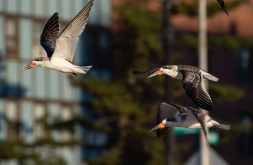 Black Skimmer