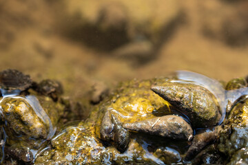 Bivalve Mollusk on Rocky Shoreline (Latin: Bivalvia)