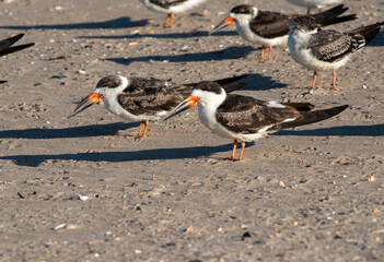 Black Skimmer