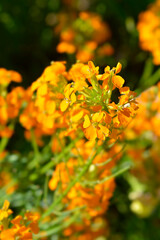 Siberian Wallflower flowers