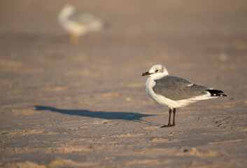 Laughing Gull