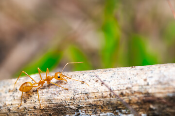 Formica rufa (Red Wood Ant)