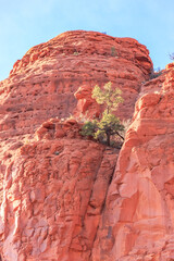A tree is growing on a rocky cliff