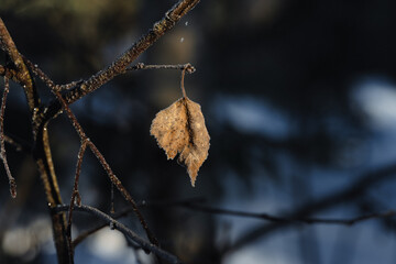 Dead leaves that survive the winter wind and snow, close up, macro 