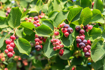 Saskatoon Berry Barn