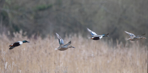 Group of male and female Shoveler Ducks flying in a row over reed beds on lake edge in Wiltshire, UK
