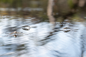 Gerris lacustris (Water Strider)