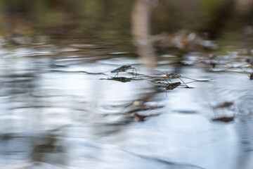 Gerris lacustris (Water Strider)