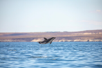 Delfin Oscuro Saltando - Patagonia © Tomas