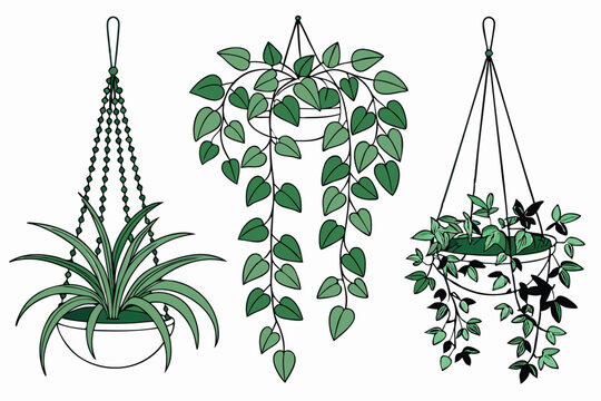 Hanging plants, indoor garden, cascading foliage, lush green leaves, string of pearls, pothos, ivy, botanical decor, white background, isolated plants, vertical gardening, trailing vines, houseplants,