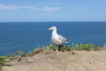 One dove stands on the edge of a cliff by the sea.