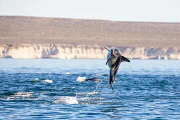 Delfin Oscuro Saltando - Patagonia © Tomas