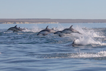 Delfin Oscuro Saltando - Patagonia © Tomas