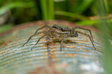 Lycosidae (Wolf Spider)