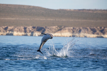 Delfin Oscuro Saltando - Patagonia © Tomas