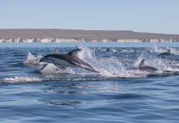 Delfin Oscuro Saltando - Patagonia © Tomas