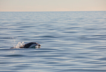 Delfin Oscuro Saltando - Patagonia © Tomas