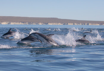 Delfin Oscuro Saltando - Patagonia © Tomas