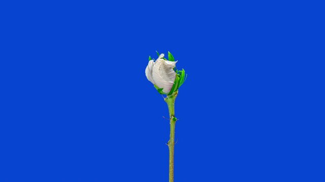 Time Lapse Footage of White Syrian Hibiscus Syriacus Flower Growing Blossom from Bud to Full Blossom on a Blue Background. Copy Space