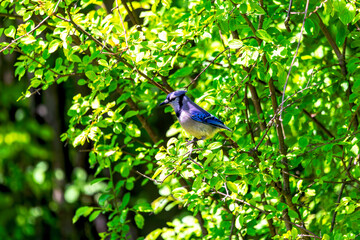Obraz premium Blue Jay (Cyanocitta cristata) on the state forest trail in Wisconsin.