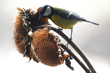 cinciallegra