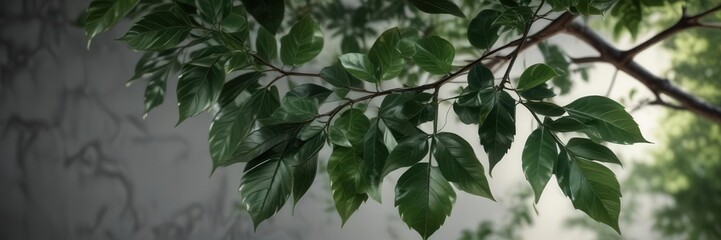 Obraz premium Close-up of glossy dark green leaves on a branch, plant life, glossy