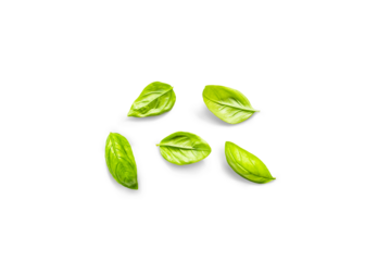 Leaves of organic fresh basil from the garden on a transparent background with shadow, top view, png