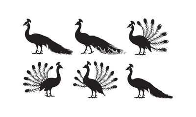 Elegant Peacock Vector Illustration Collection - Silhouette and Detailed Peacock Designs