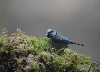 cinciarella