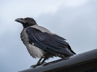 Seitenansicht einer Nebelkrähe