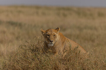 Leon, felino, Serengeti, Africa, Tanzania, naturaleza, salvaje, fotografia, Fauna, safari, emocion, arte, fine art, belleza, cuadro, fotos, experiencia, 