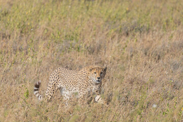 Chita - Cheetah Africa