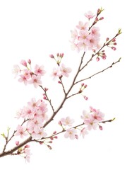 Obraz premium Pink Cherry Blossom Branch Spring Flowers Nature Botany Floral Design
